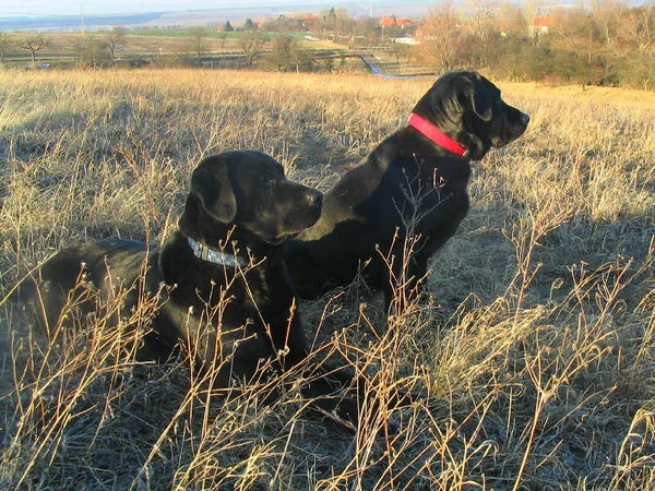 Labrador retriever