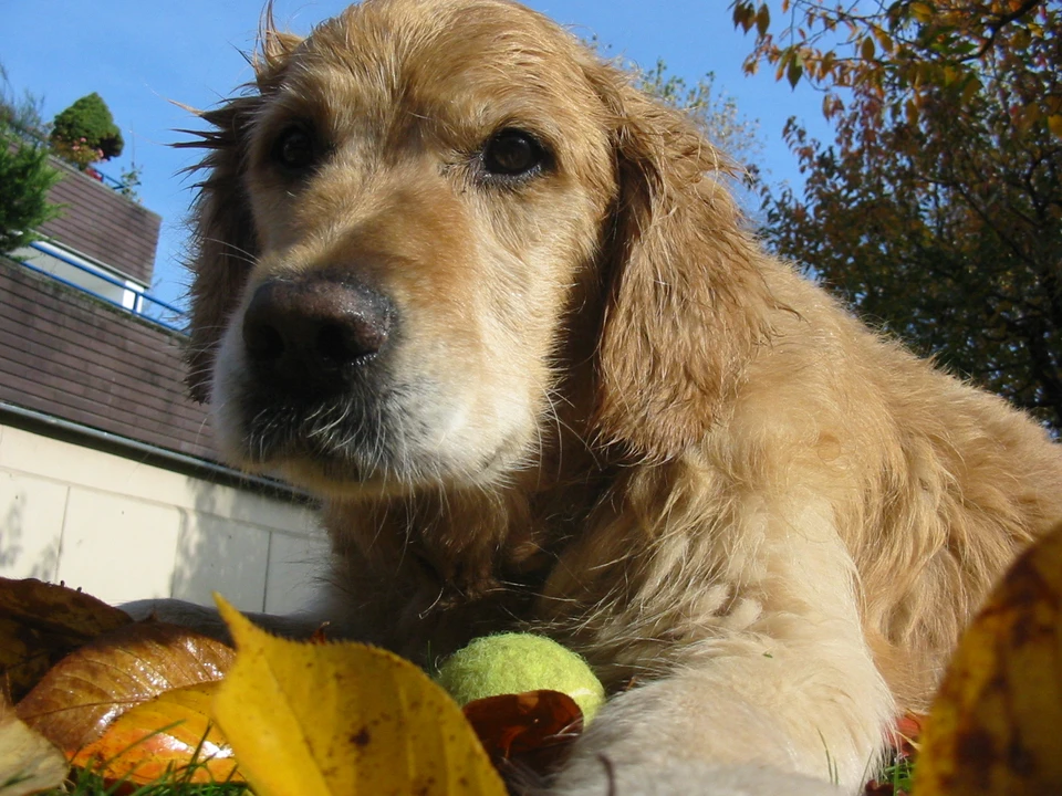 Golden retriever