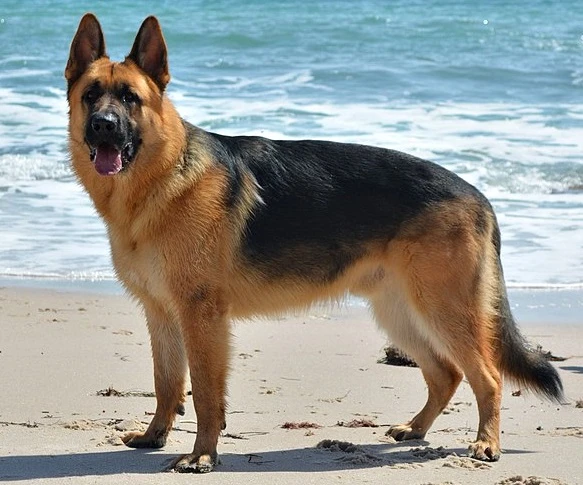 Schæferhund