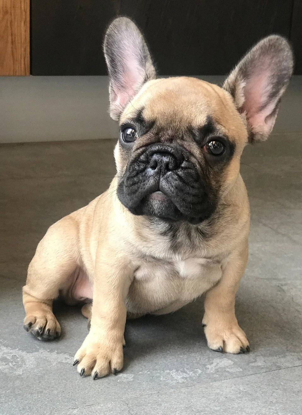 Fransk bulldog