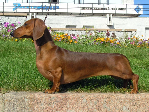 Gravhund