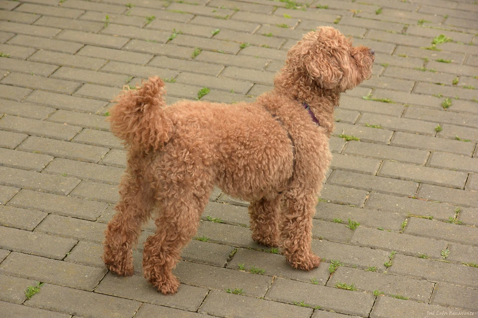 Puddel