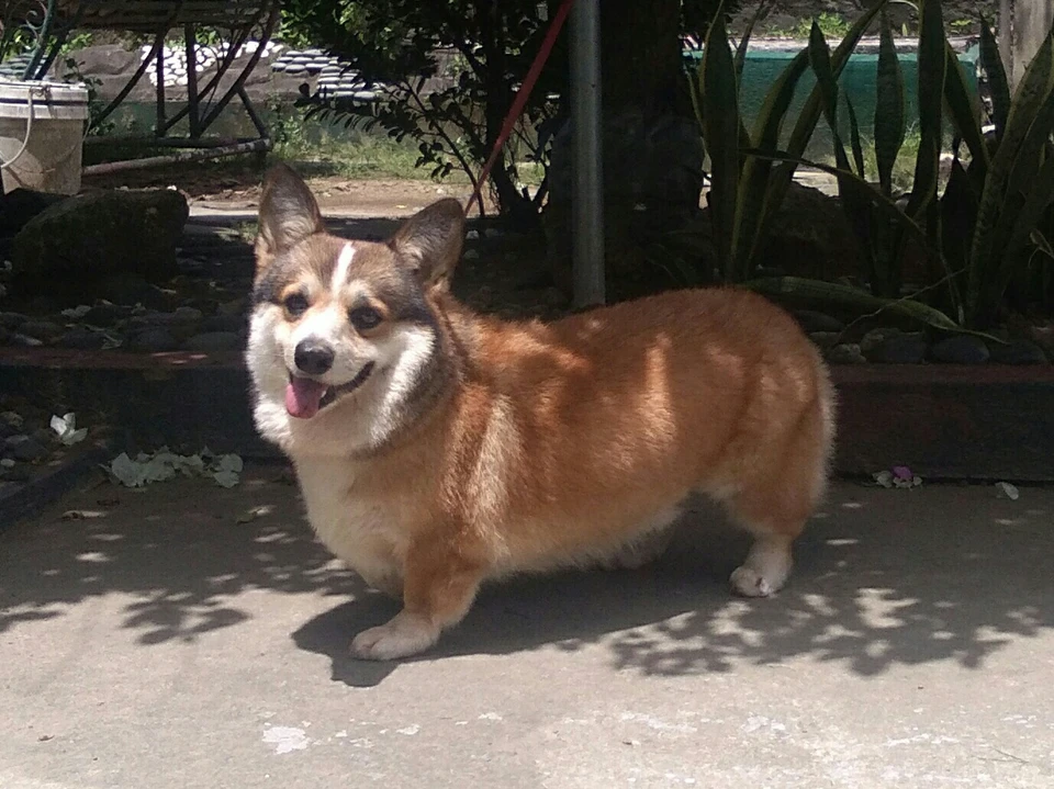 Welsh corgi