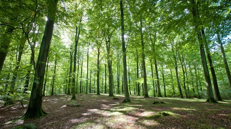 Natur